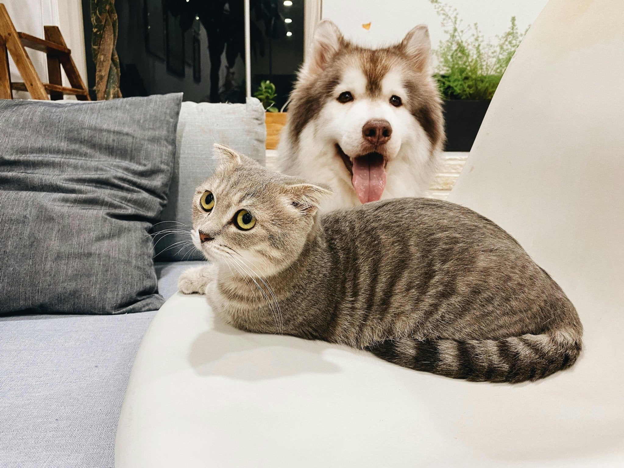 Food Safety Matters: How We Keep Raw Pet Food Safe